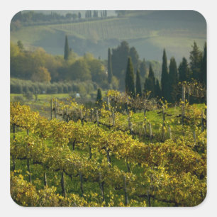 Vineyard, Tuscany, Italy Square Sticker