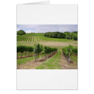 Vineyard - Vineyard (Bordeaux - France) 03