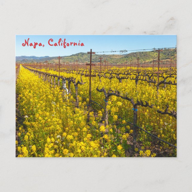 Vineyard Wildflowers Postcard (Front)