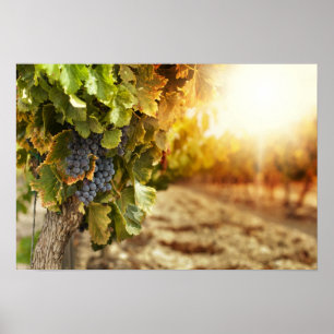 Vineyards At Sunset Poster