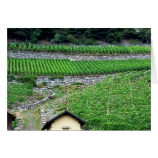 Vineyards in Switzerland