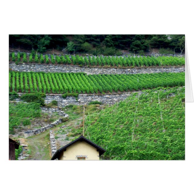 Vineyards in Switzerland (Front Horizontal)