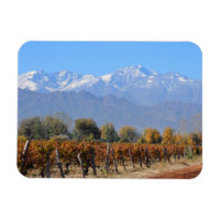 Vineyards In The Fall Of Mendoza, Argentina
