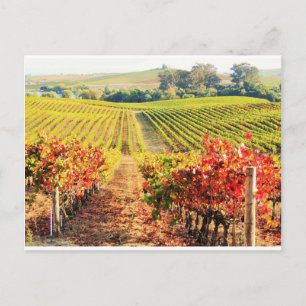 VINEYARDS.JPG POSTCARD
