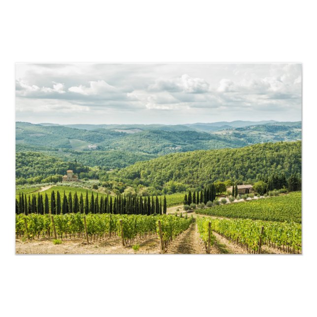 Vineyards landscapes in the morning in Chianti. Photo Print (Front)