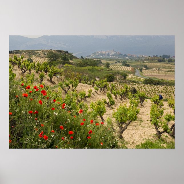 Vineyards near Laguardia, capital of La Rioja Poster (Front)