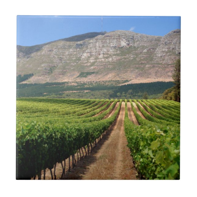 Vineyards Of Groot Constantia Wine Estate Ceramic Tile (Front)