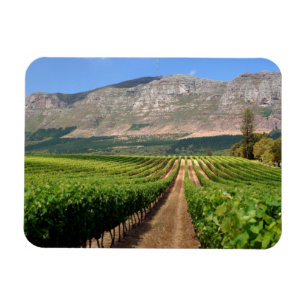 Vineyards Of Groot Constantia Wine Estate Magnet