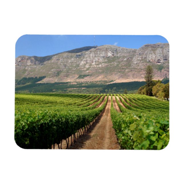 Vineyards Of Groot Constantia Wine Estate Magnet (Horizontal)