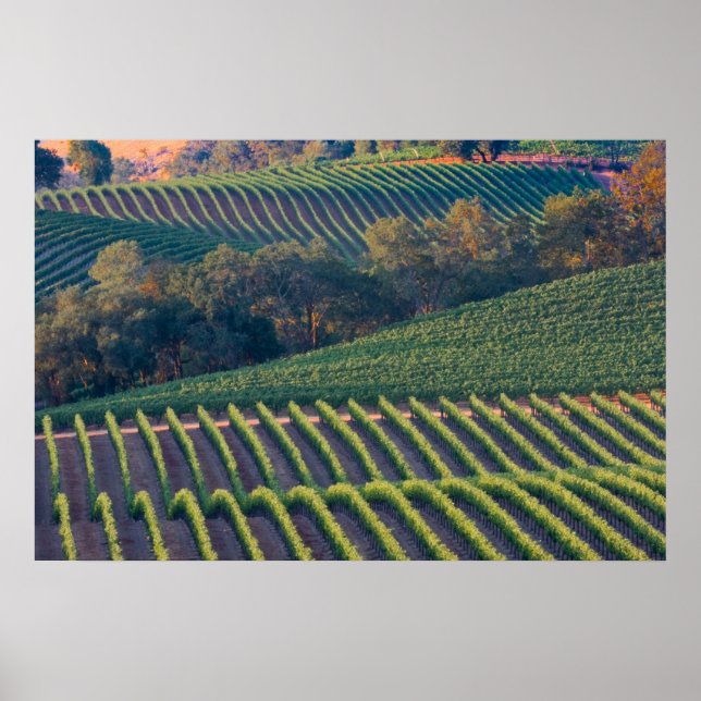 Vineyards of Russian River Valley Poster (Front)