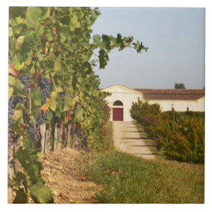 Vineyards, petit verdot vines and the winery in ceramic tile
