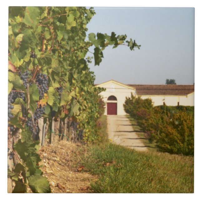 Vineyards, petit verdot vines and the winery in ceramic tile (Front)