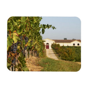 Vineyards, petit verdot vines and the winery in magnet