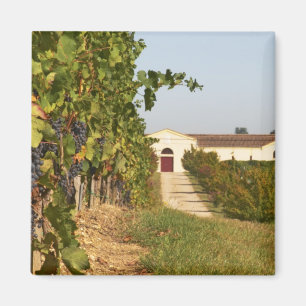 Vineyards, petit verdot vines and the winery in magnet