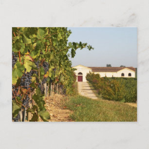 Vineyards, petit verdot vines and the winery in postcard