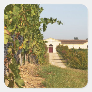 Vineyards, petit verdot vines and the winery in square sticker