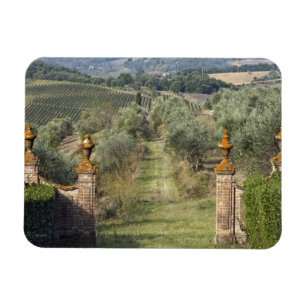 Vineyards, Tuscany, Italy Magnet