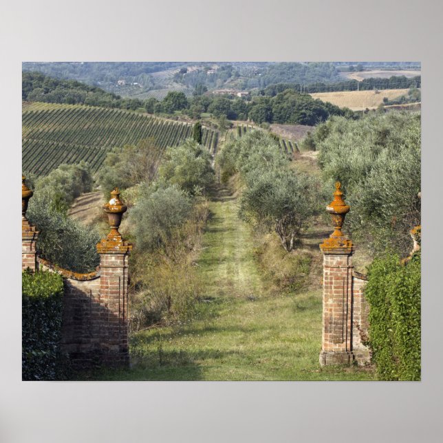 Vineyards, Tuscany, Italy Poster (Front)
