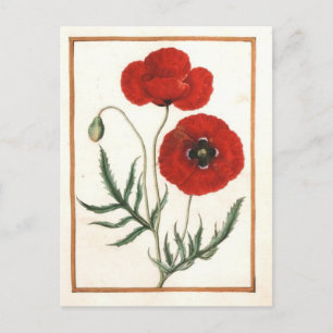 Vintage 1580 Drawing of Corn Poppy Postcard