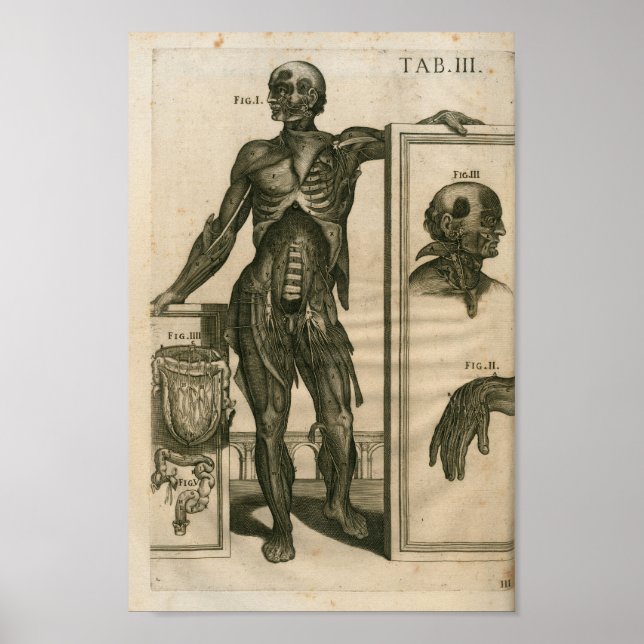Vintage 1741 Muscle Anatomy Print (Front)