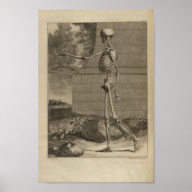 Vintage 1749 Skeleton Anatomy Print (Front)