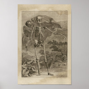 Vintage 1749 Skeleton Anatomy Print