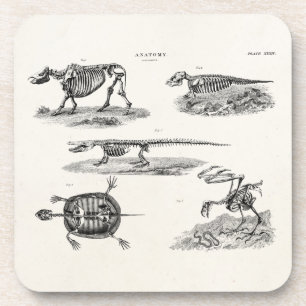 Vintage 1800s Animal Skeletons Antique Anatomy Coaster