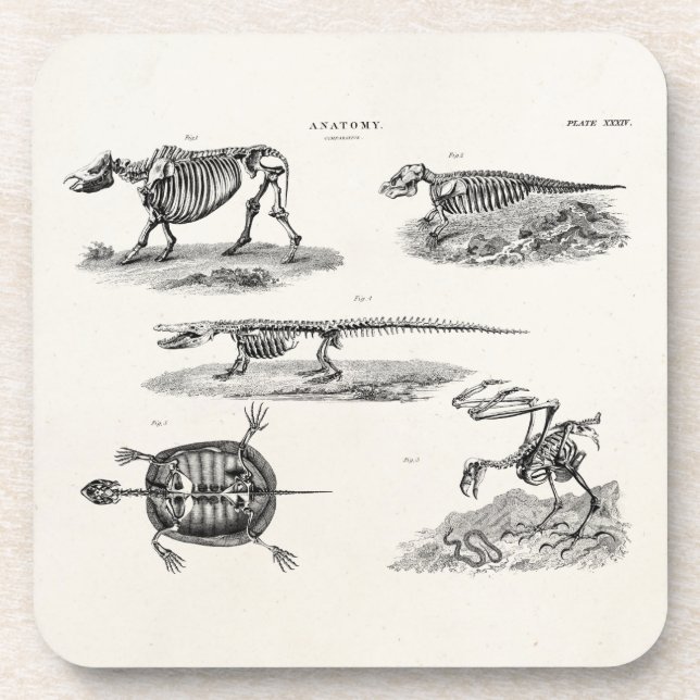 Vintage 1800s Animal Skeletons Antique Anatomy Coaster (Front)
