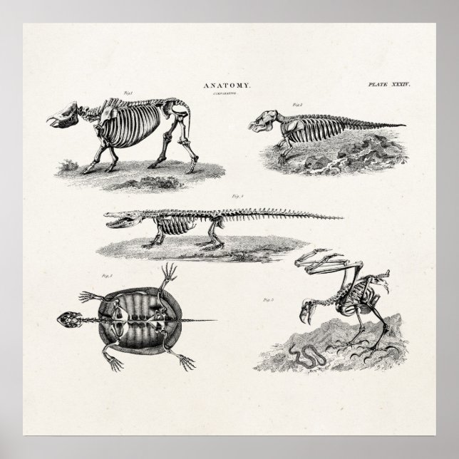 Vintage 1800s Animal Skeletons Antique Anatomy Poster (Front)