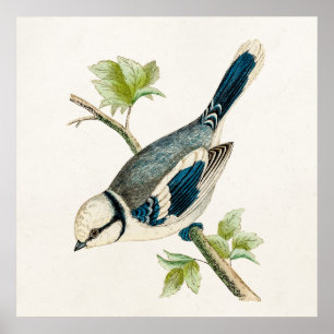 Vintage 1800s Blue Bird Songbird Birds Drawing Poster