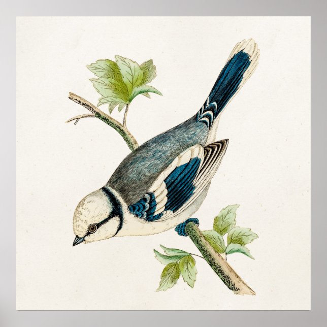 Vintage 1800s Blue Bird Songbird Birds Drawing Poster (Front)