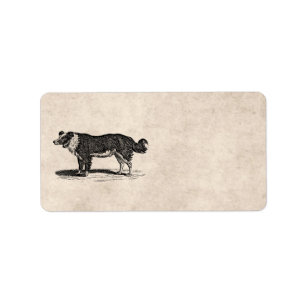 Vintage 1800s Border Collie Dog Illustration Label