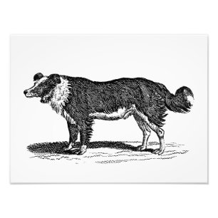 Vintage 1800s Border Collie Dog Illustration Photo Print