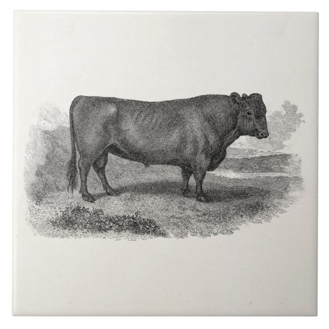 Vintage 1800s Bull Illustration Retro Cow Bulls Tile (Front)