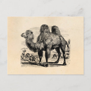 Vintage 1800s Camel -  Egyptian Camels Template Postcard