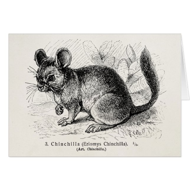 Vintage 1800s Chinchilla Chinchillas Illustration (Front Horizontal)