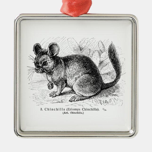 Vintage 1800s Chinchilla Chinchillas Illustration Metal Ornament (Front)
