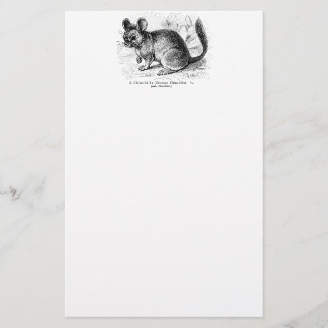 Vintage 1800s Chinchilla Chinchillas Illustration Stationery (Front)
