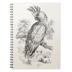 Vintage 1800s Cockatoo Parrot Bird Cockatiel Birds Notebook