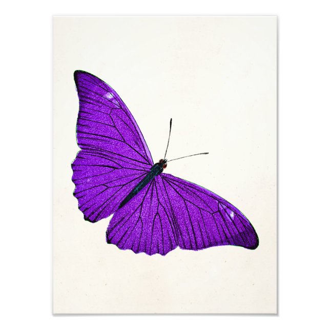 Vintage 1800s Dark Purple Butterfly Illustration Photo Print (Front)