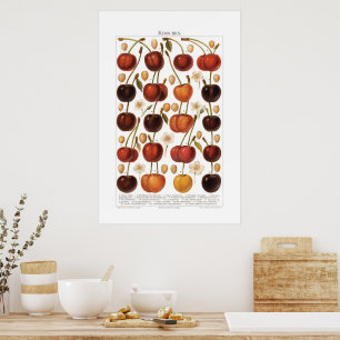 Vintage 1800s Fruit Cherry German Print
