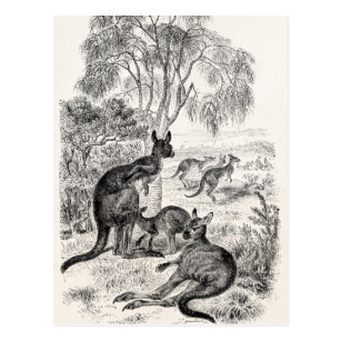 Vintage 1800s Giant Kangaroos Australian Kangaroo Postcard