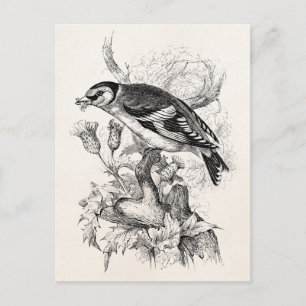 Vintage 1800s Goldfinch Bird Illustration - Birds Postcard