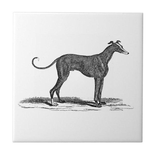 Vintage 1800s Greyhound Dog Illustration - Dogs Ceramic Tile (Front)