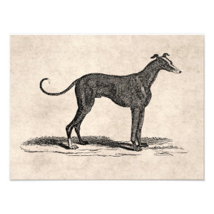 Vintage 1800s Greyhound Dog Illustration - Dogs Photo Print