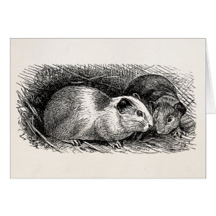 Vintage 1800s Guinea Pig Illustration Retro Cavies