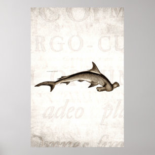 Vintage 1800s Hammerhead Shark Old Hammer Head Poster