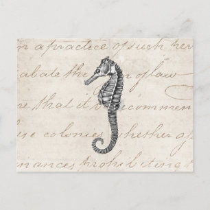 Vintage 1800s Hawaiian Sea Horse Illustration Postcard