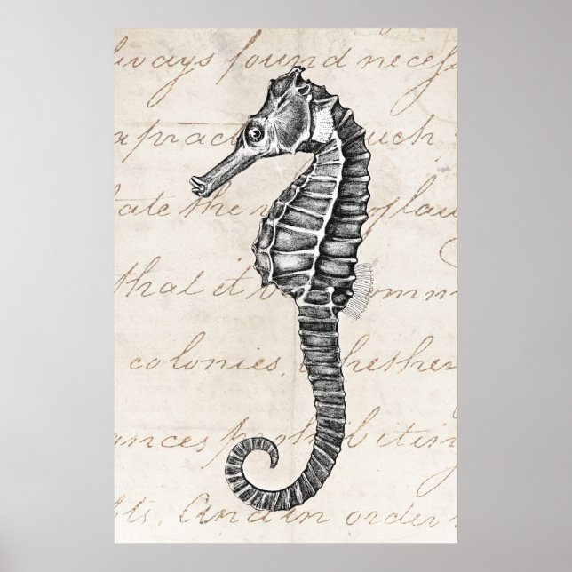 Vintage 1800s Hawaiian Sea Horse Illustration Poster (Front)