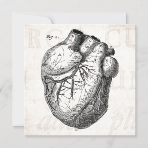 Vintage 1800s Heart Retro Cardiac Anatomy Hearts